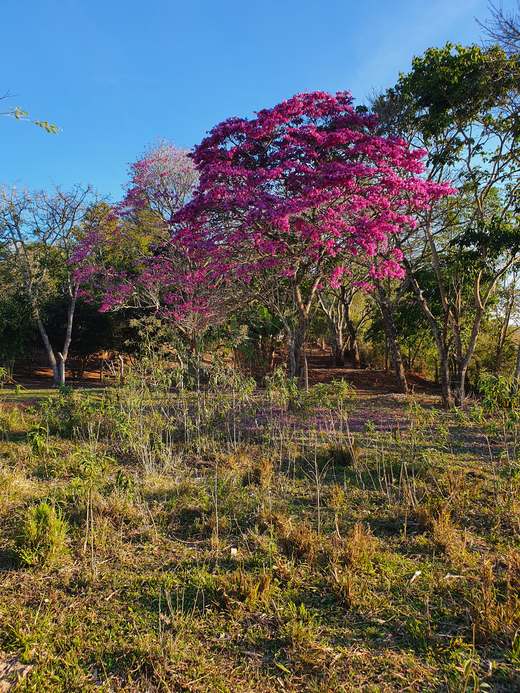 Ipê florido no terreno da pousada